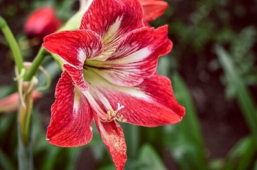 Amaryllis Lily