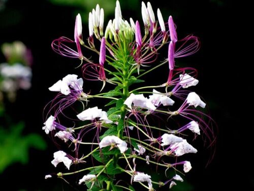 Cleome