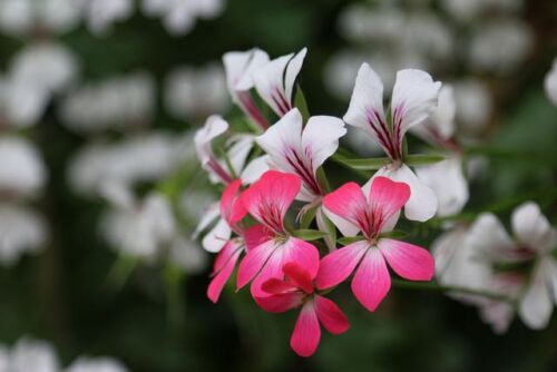 Ivy-Geranium White  Pink
