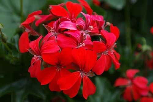 Ivy Geraniums Red