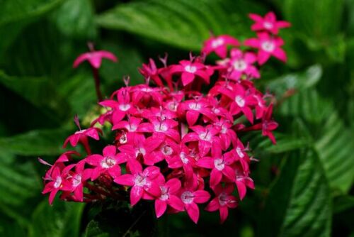 Pentas Lanceolata