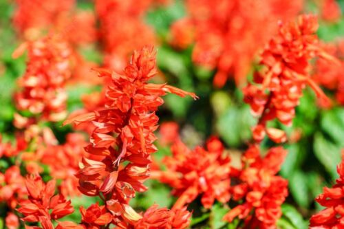 Salvia Splendens