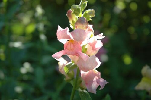 Snapdragons, Dragon Flower